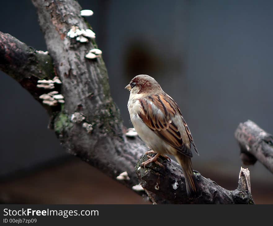 Sparrow who sits on a branch of a tree. Sparrow who sits on a branch of a tree.