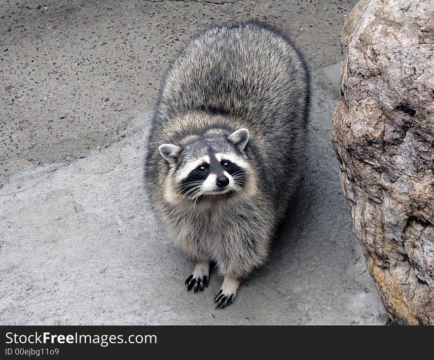 The raccoon with curiosity glances at people. The raccoon with curiosity glances at people.