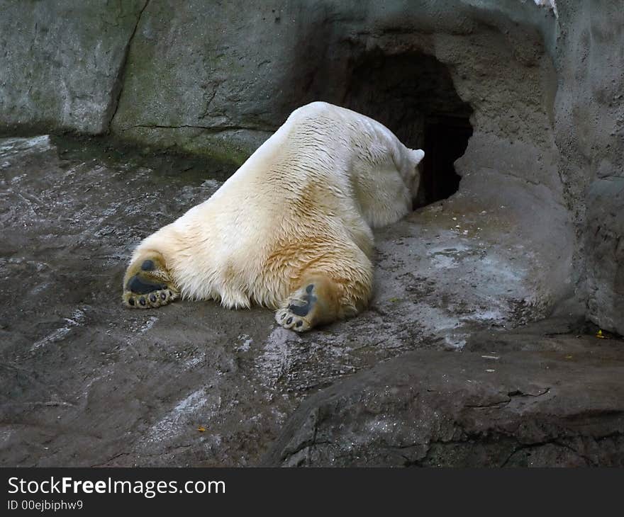 Polar bear.