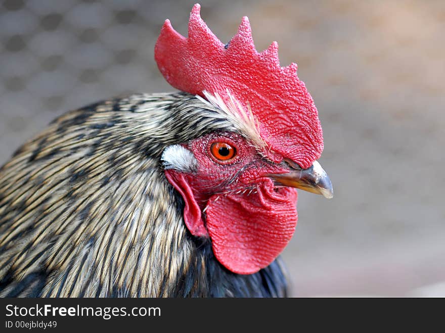 Portrait of a young rooster