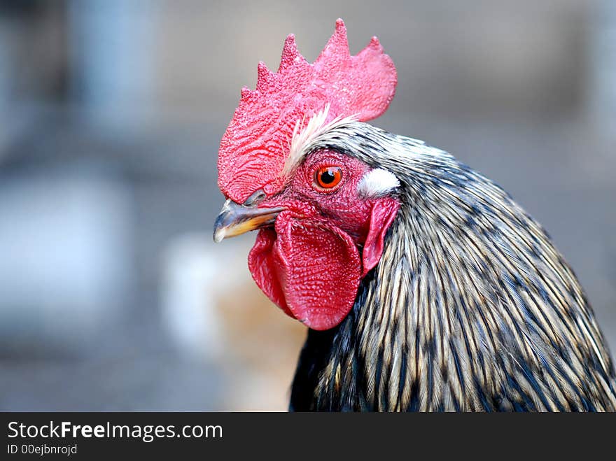 A young rooster with blur background