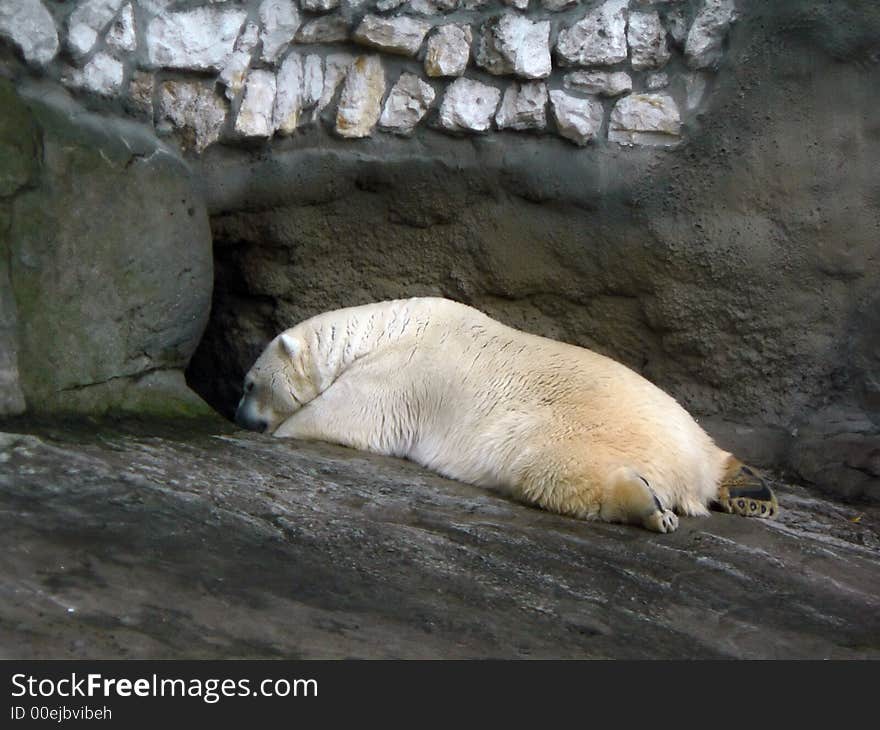 Polar Bear.