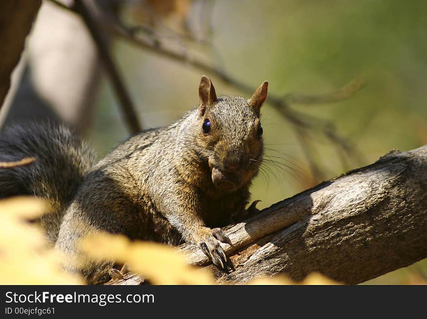 Squirrel with a nut in it's mouth. Squirrel with a nut in it's mouth