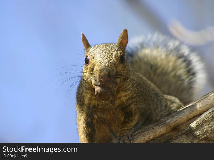 Squirrel with a nut in it's mouth. Squirrel with a nut in it's mouth