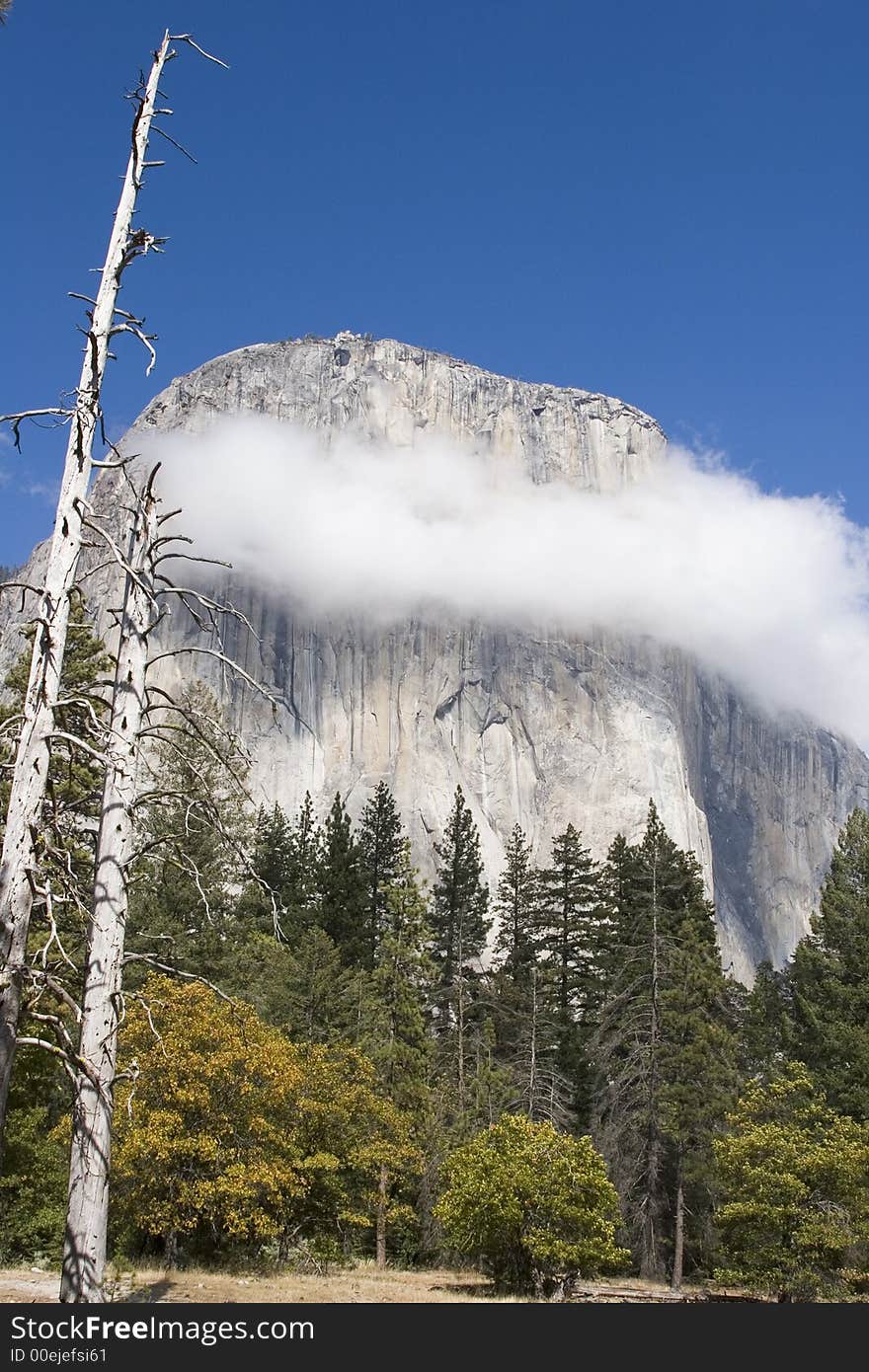 A necklace of white fluffy clouds decorates the striated rock face of El Capitan under a clear blue sky on a sunny afternoon in Yosemite.