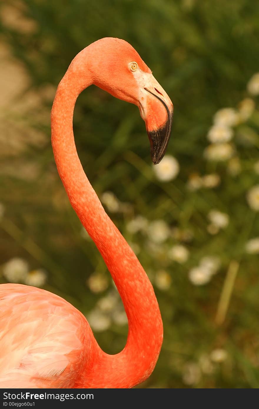 Portrait of a flamingo against a backdrop of greenery. Portrait of a flamingo against a backdrop of greenery.