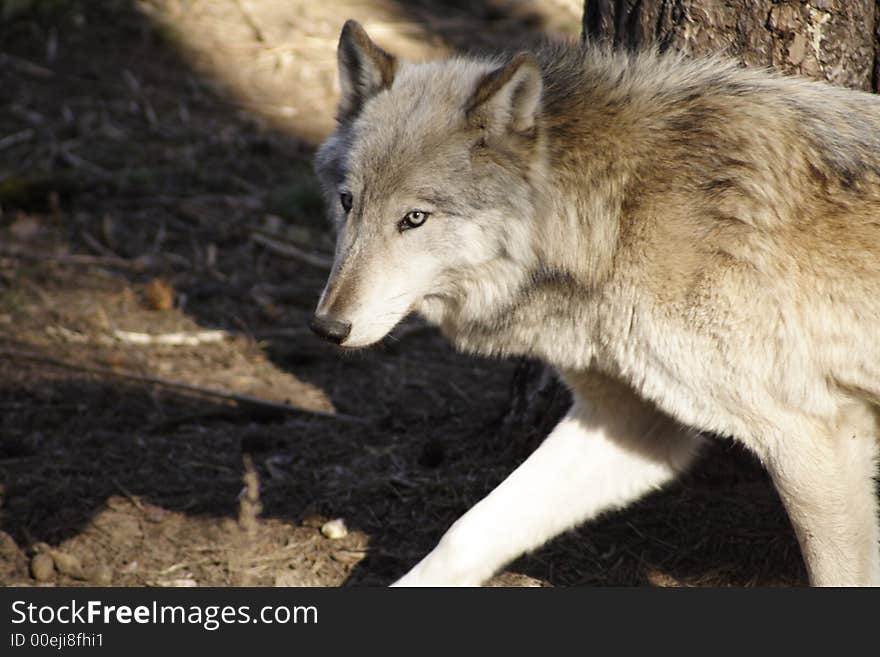 Calm wolf in Latvian zoo