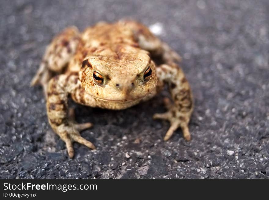 Close-up photo of frog wich is sit at the asphalt road