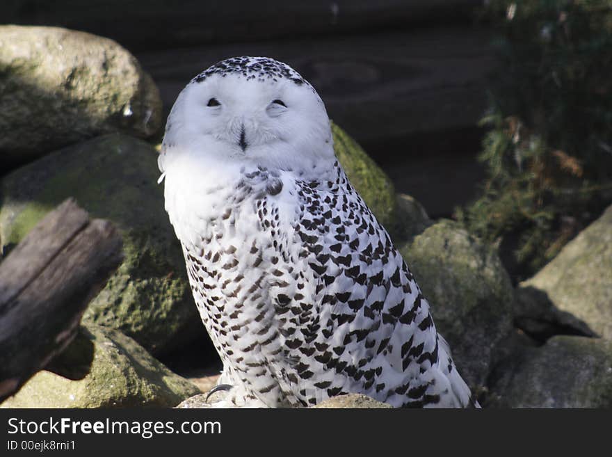 Polar owl sitting in zoo