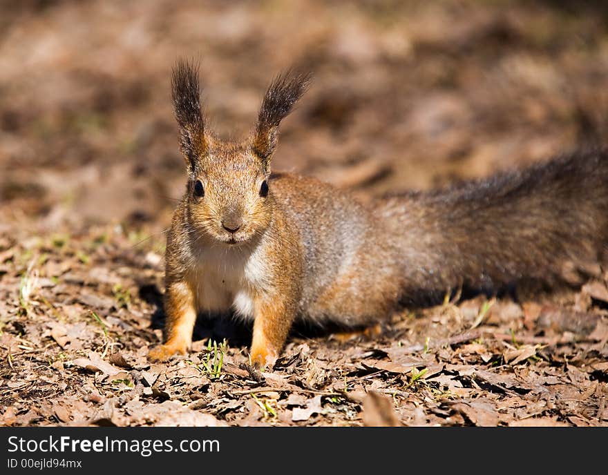 Portrait of a squirrel close up