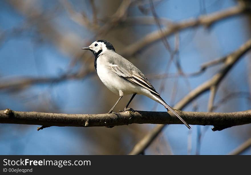 Wagtail