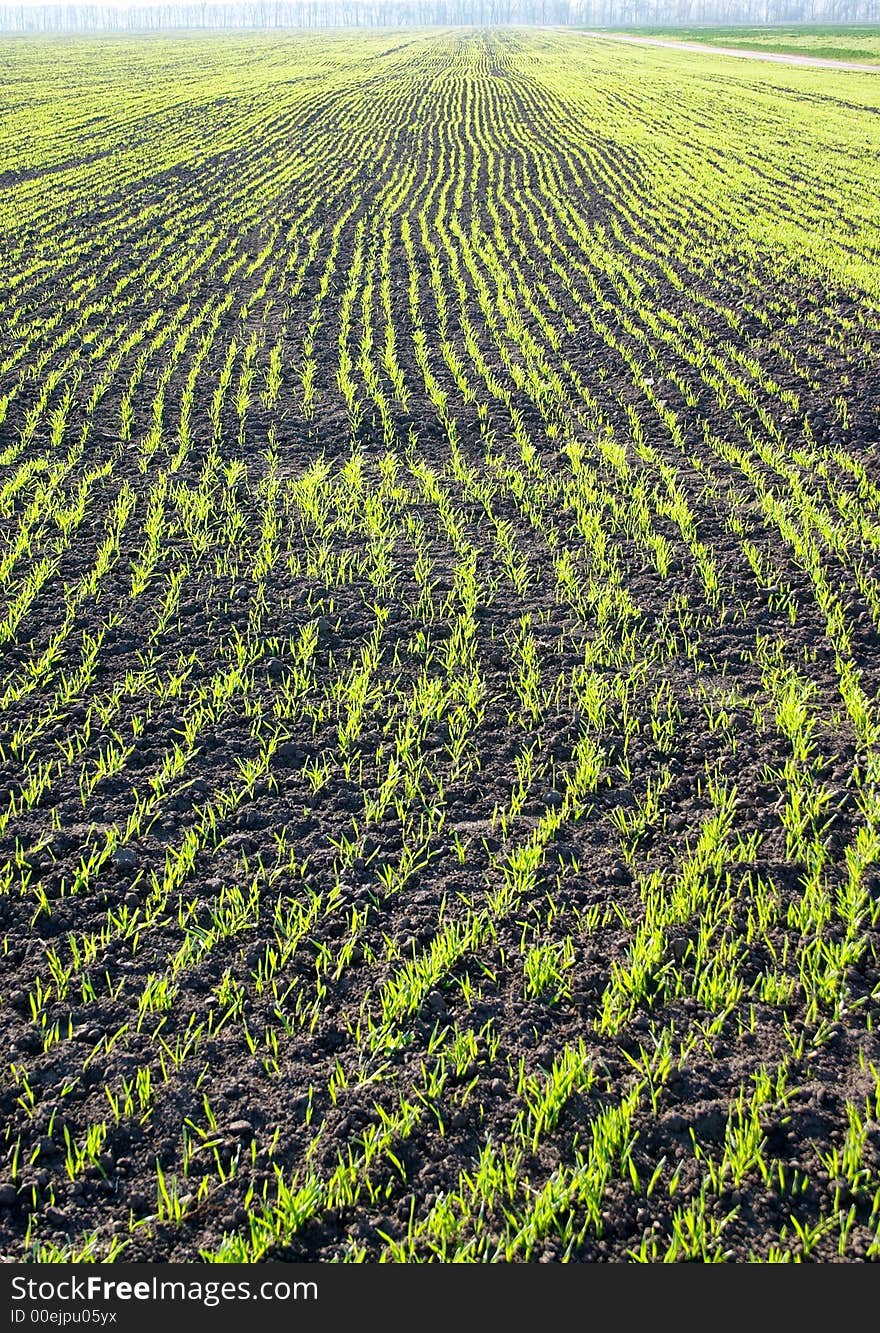 Growing wheat on the field