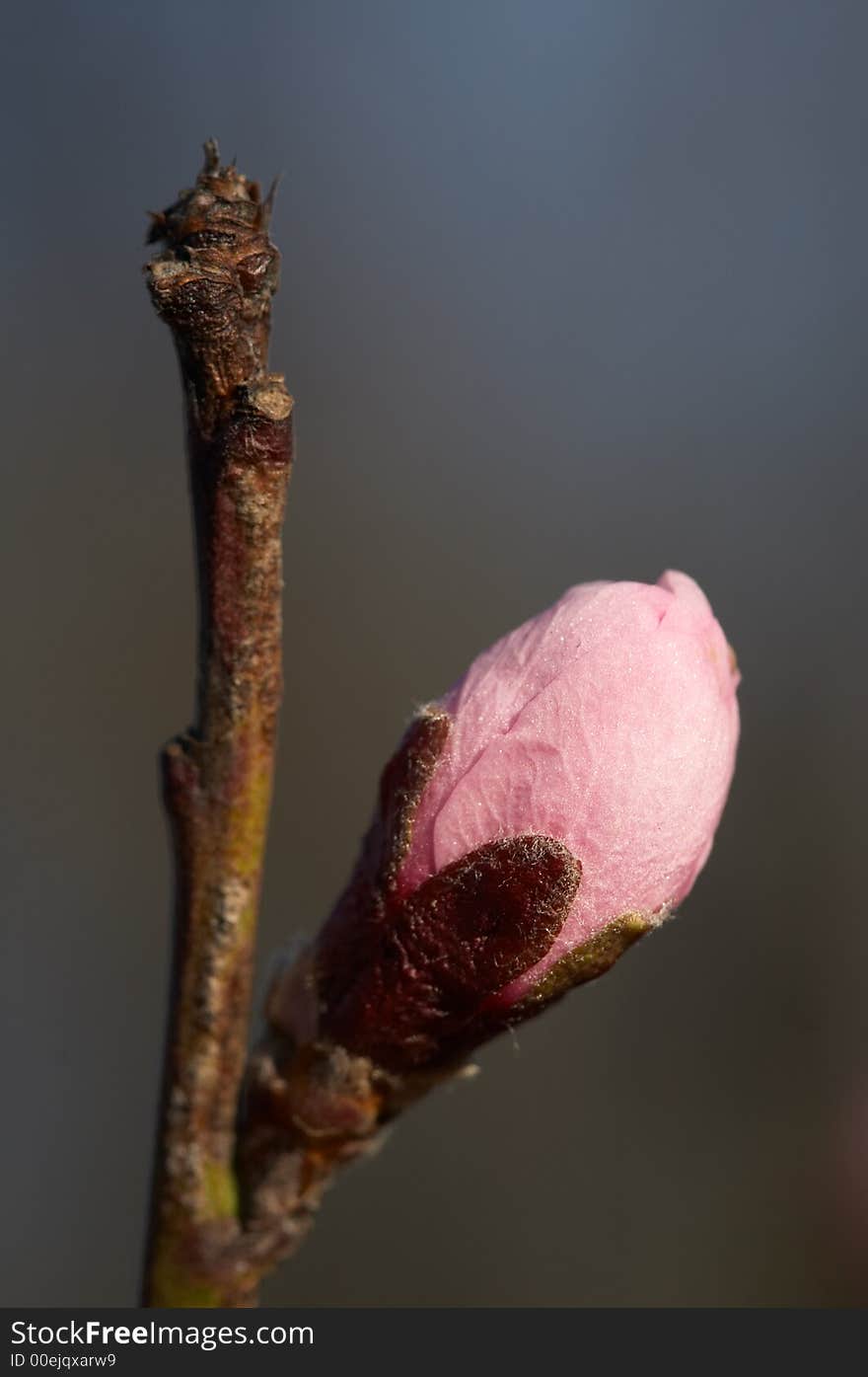 Rose bud on the tree twig at spring. Rose bud on the tree twig at spring