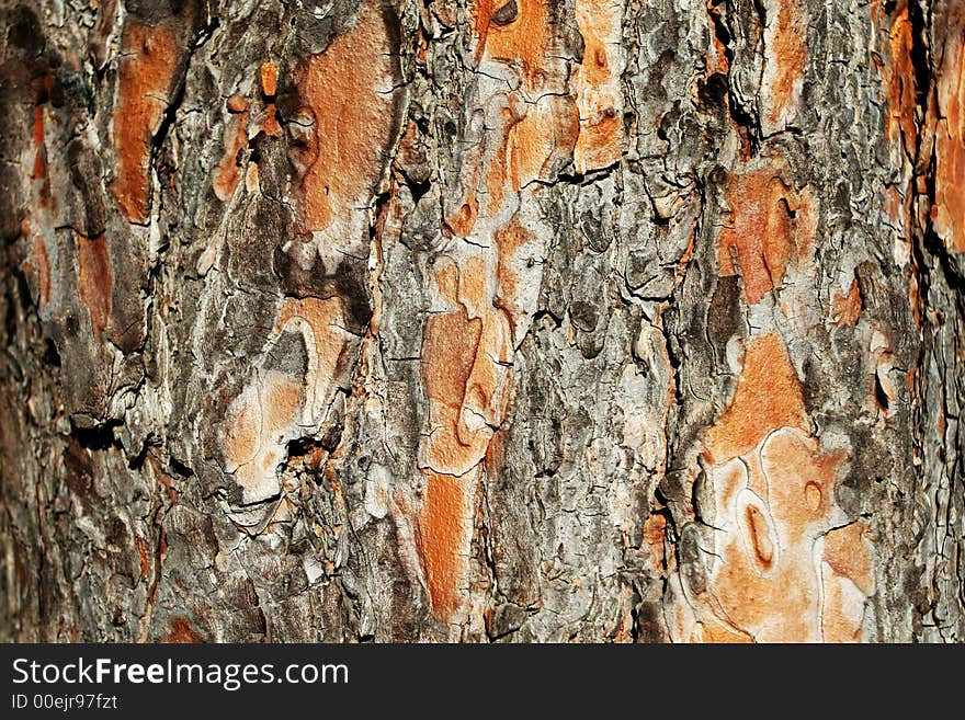 Pine bork - detail to the structure