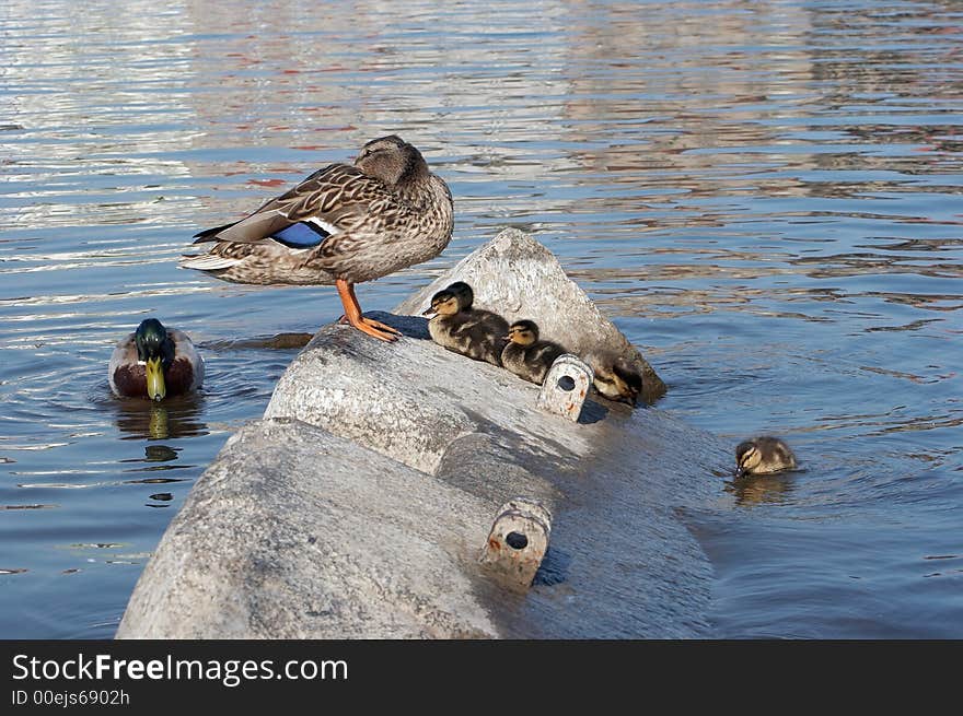 Shot of a duck with flappers. Shot of a duck with flappers