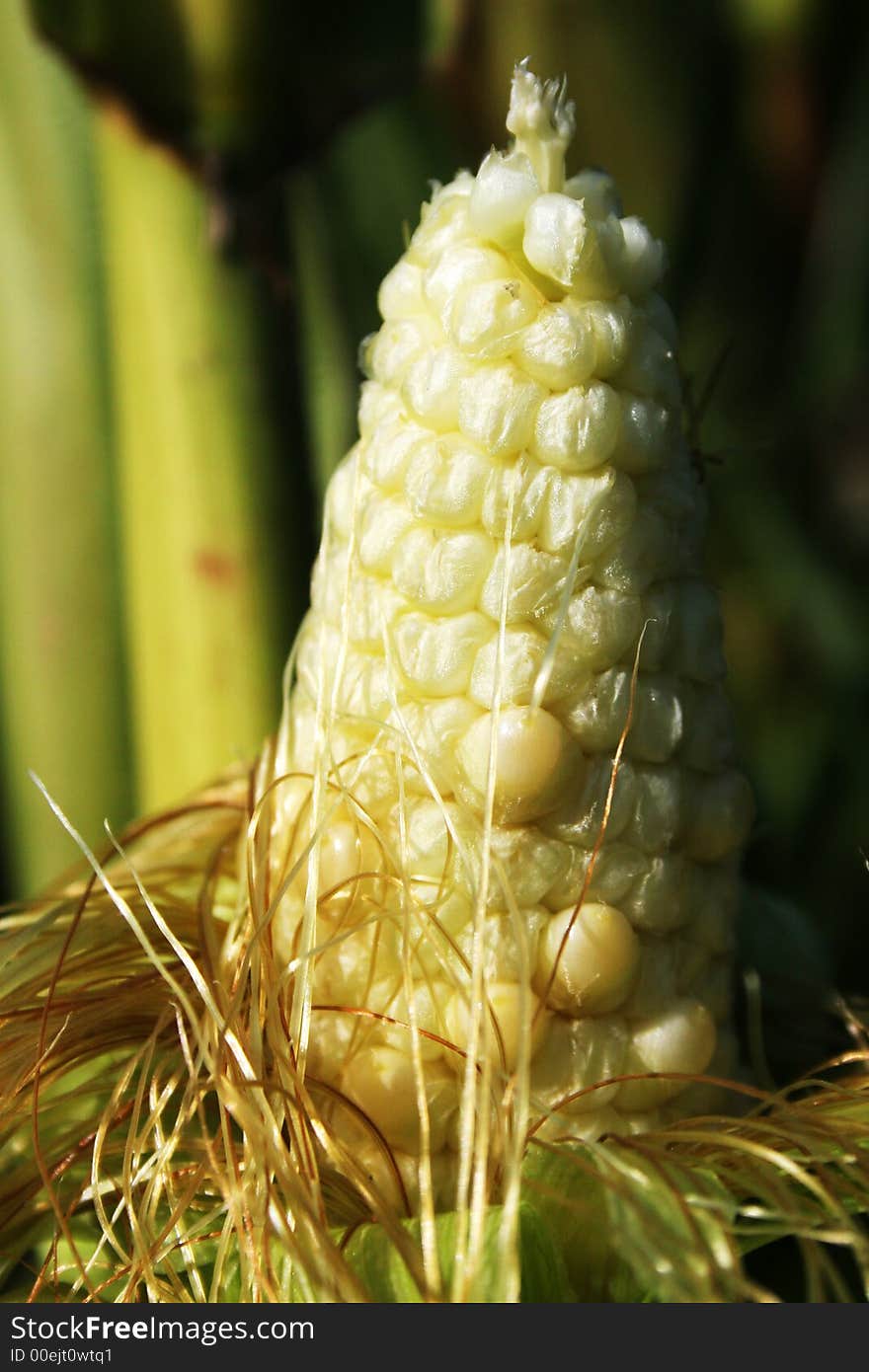 Corn