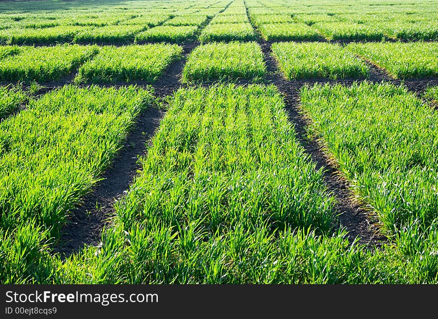 Wheat texture