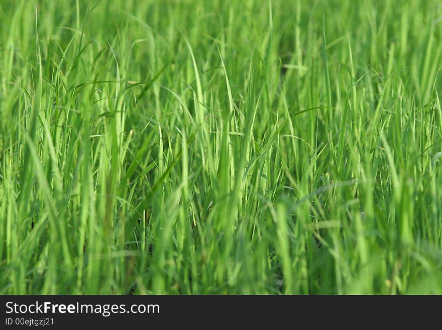 Juicy green grass