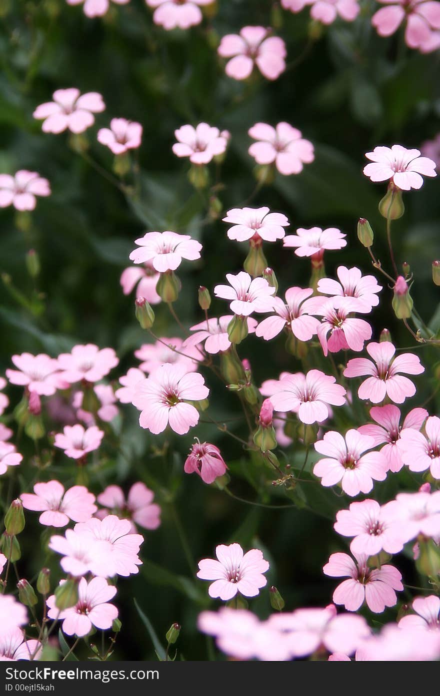 Small flowers