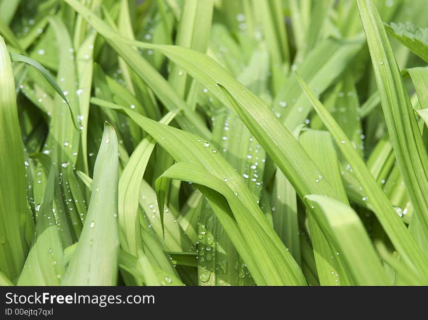 Juicy green grass with water drops