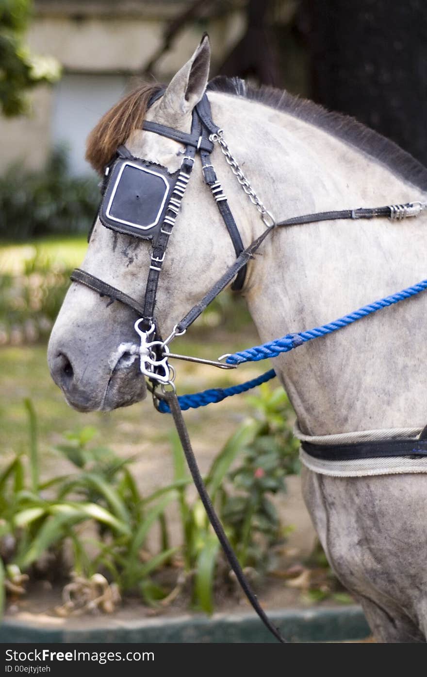 A white horse with eye patch attached to a carriage