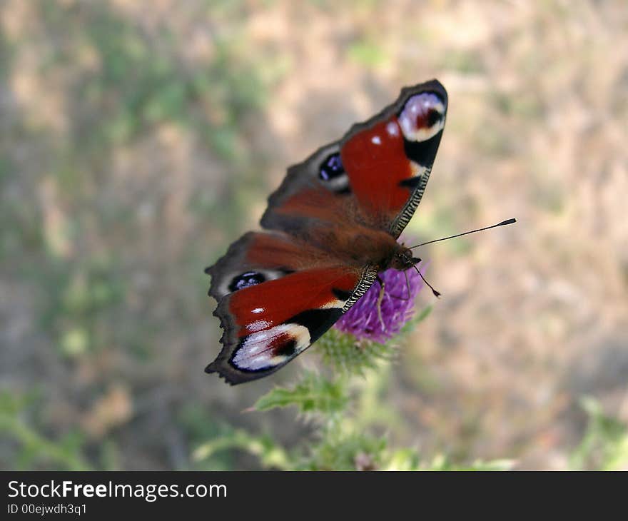 The beautiful butterfly with brown spotty wings sits on a lilac flower in the center of a photo on a light green-brown background. The latin name of a kind of a butterfly - Nymphalis io.