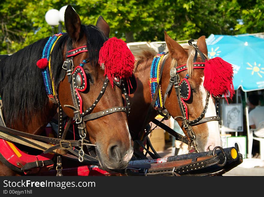 Decorated horses