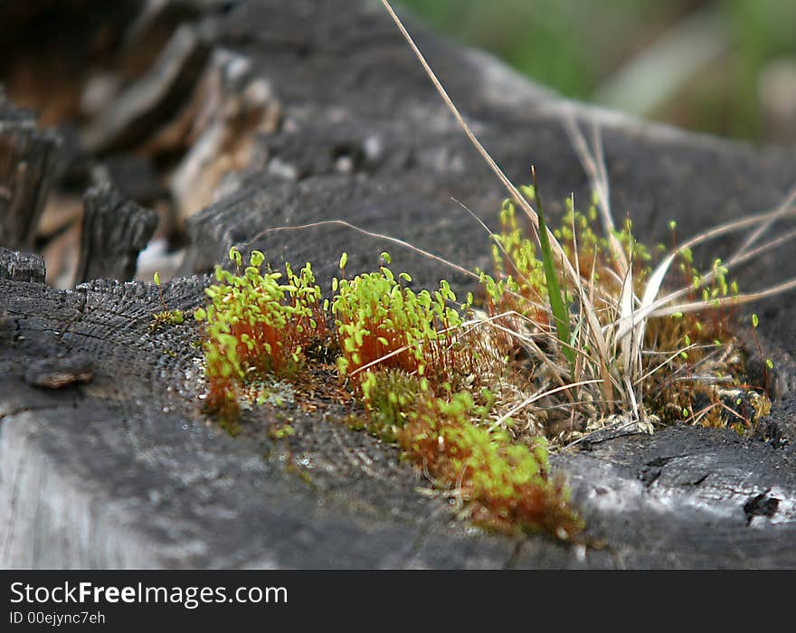 Grass on the block