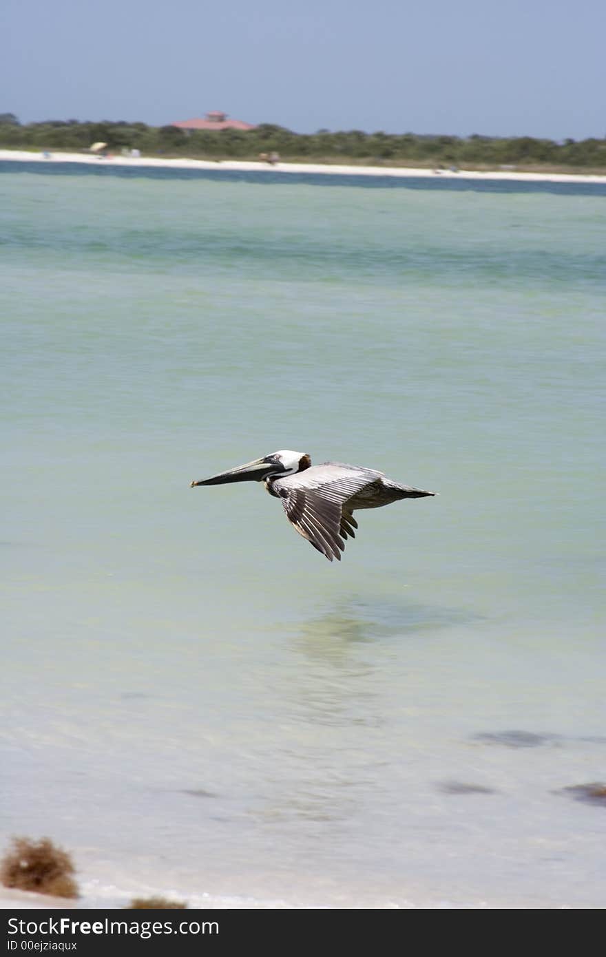 Large pelican on the coast in Florida