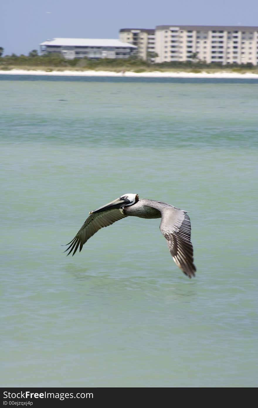 Large pelican on the coast in Florida