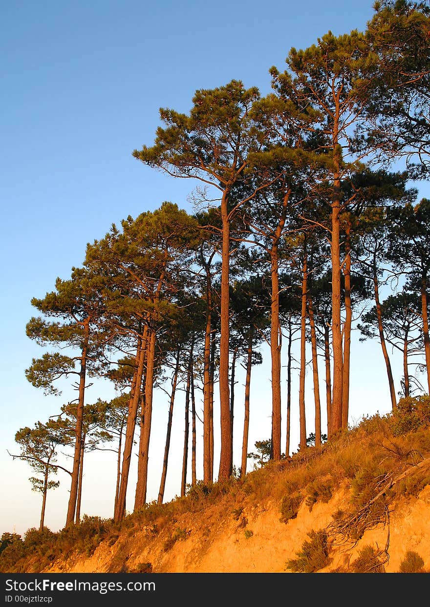 Trees at dawn