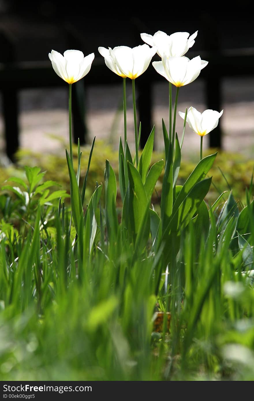 Tulips