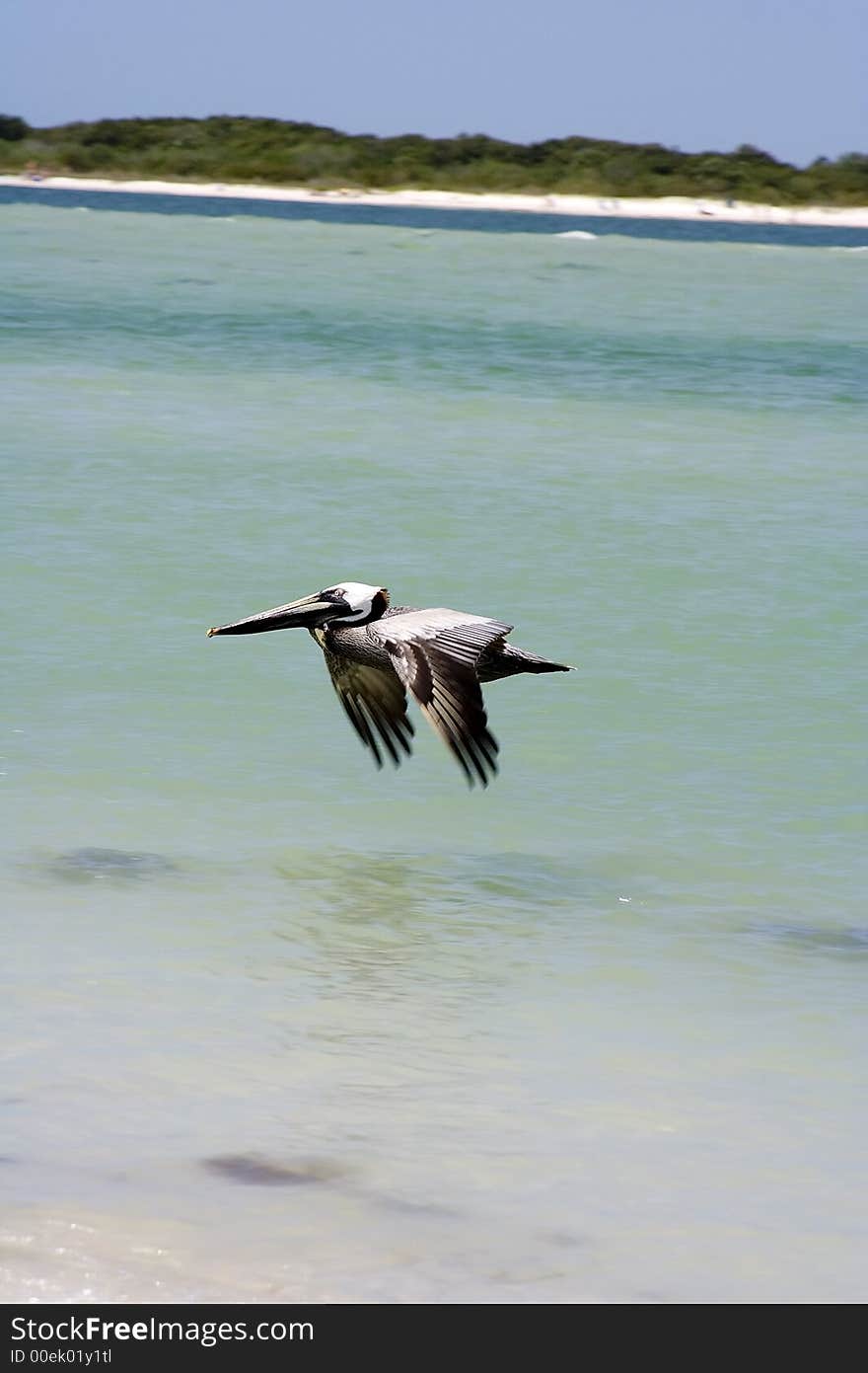 Large pelican on the coast in Florida