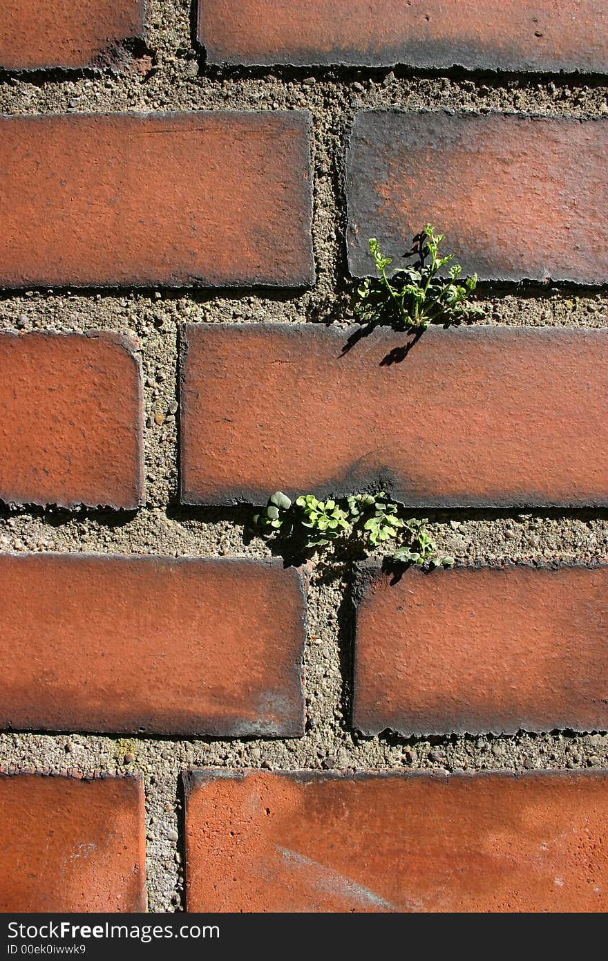 Detailed image of a brick wall with little plants growing out of the gaps. Detailed image of a brick wall with little plants growing out of the gaps