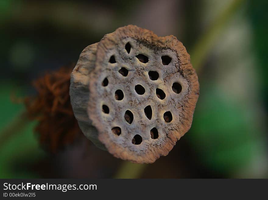 Dry Lotus Root