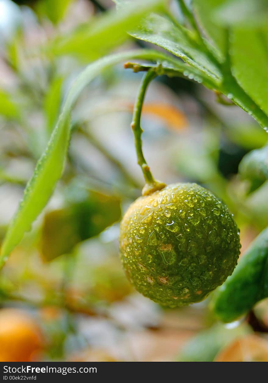 Wet mini lemon macro