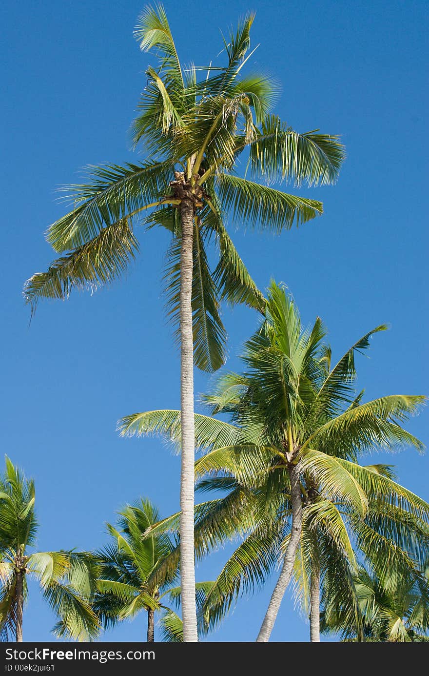 Coconut trees swaying in the wind against the blue tropical sky. Coconut trees swaying in the wind against the blue tropical sky