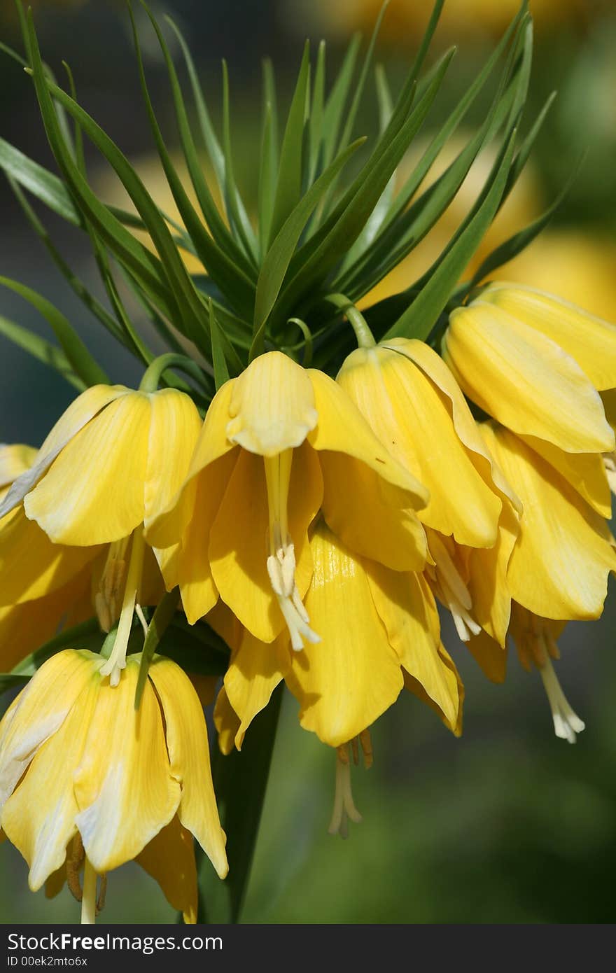 Yellow Petals