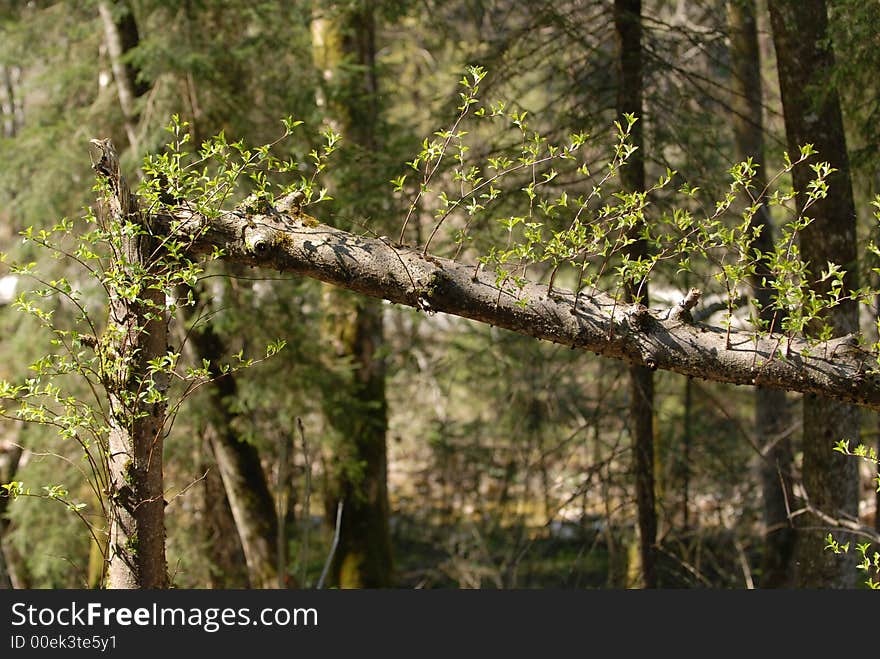 Break tree after hurricane in the Bawaria forest.