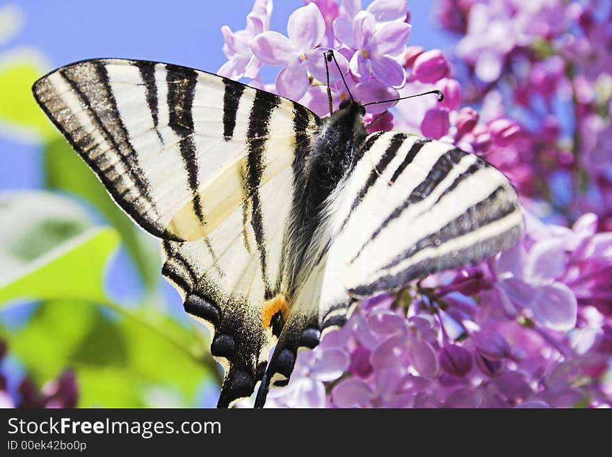 Nice black and white butterfly  on flower