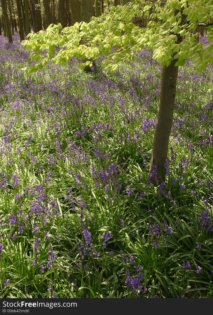 Bluebells Carpet