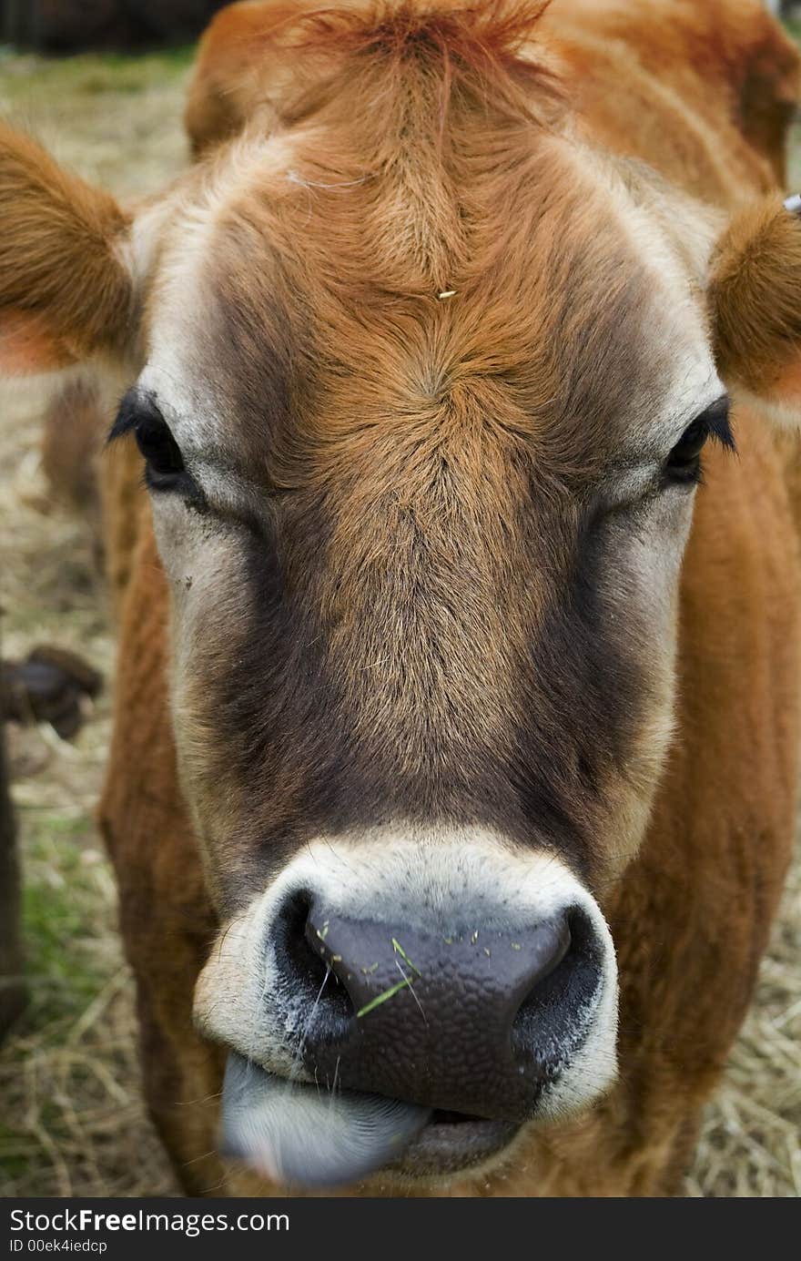 A close up of a cow's face at the farm. A close up of a cow's face at the farm