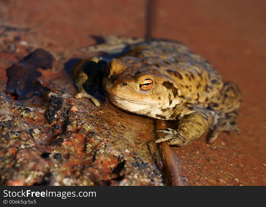 Toad