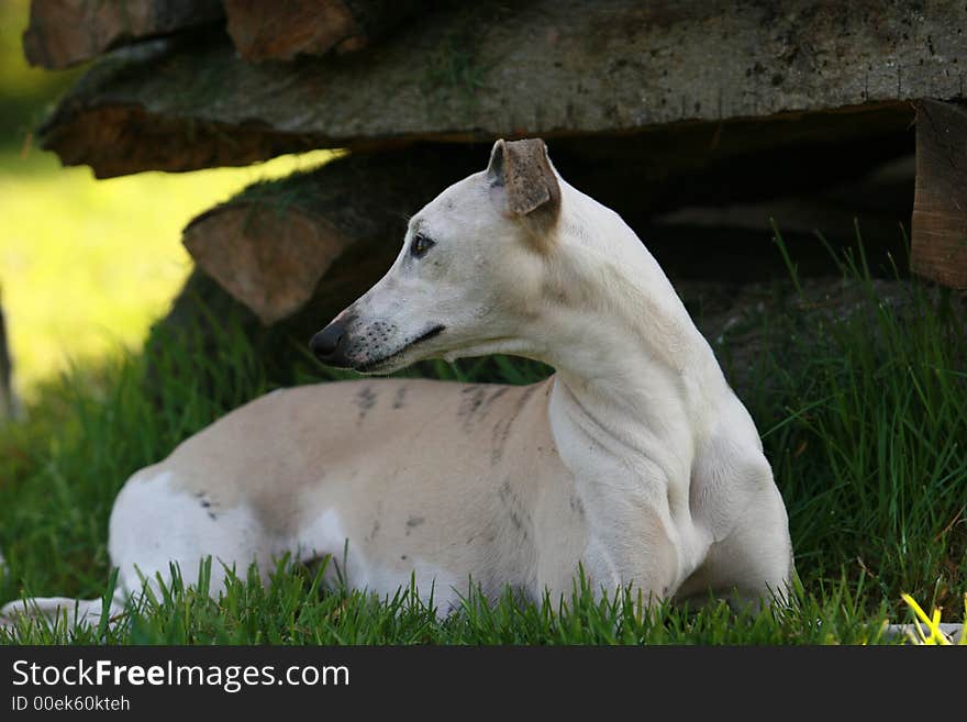 Whippet