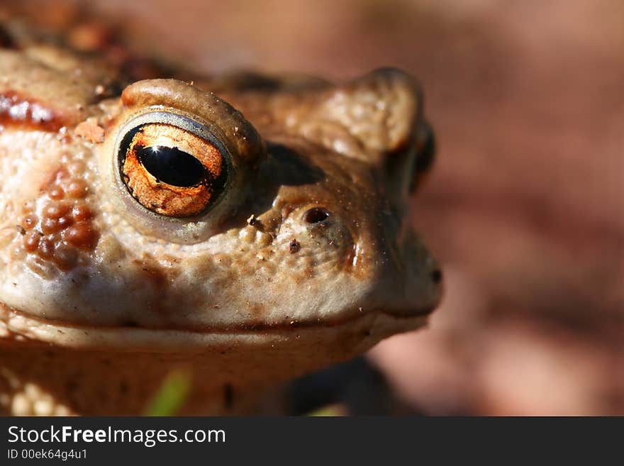 Portrait of frog near a pond