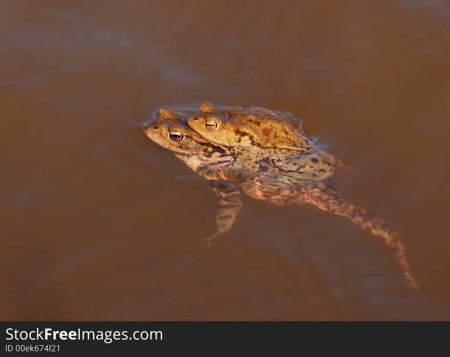 Copulation of frogs