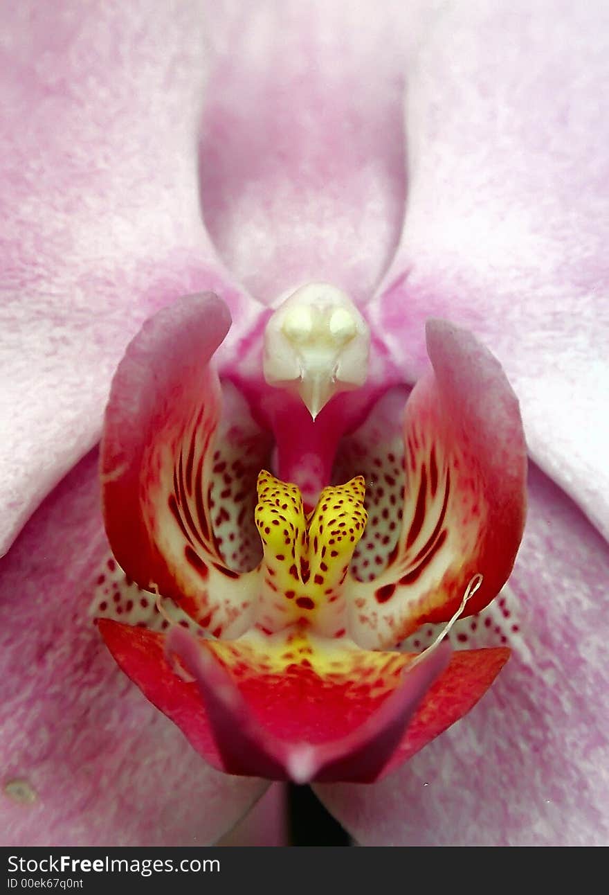 Orchid