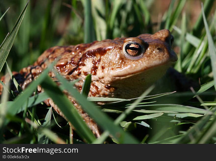 Frog in grass