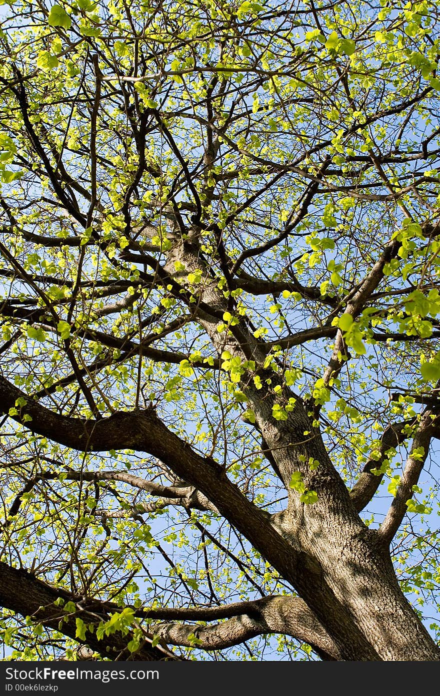 A tree in spring with a blue sky in the background