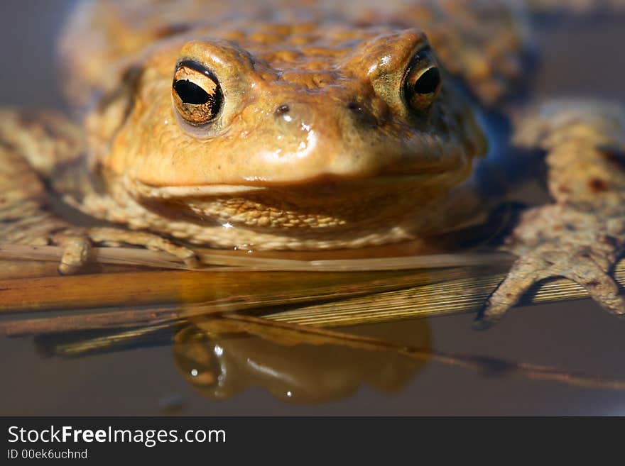 Frog looking at photographer from water. Frog looking at photographer from water